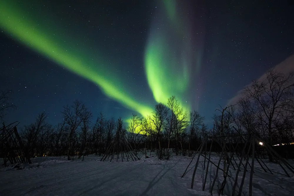 Grønt nordlys over birkeskov og sne ved Abisko i Nordsverige