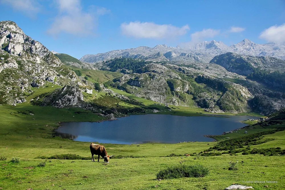 Lagos de Covadonga i Picos de Europa med bjerge og græssende ko