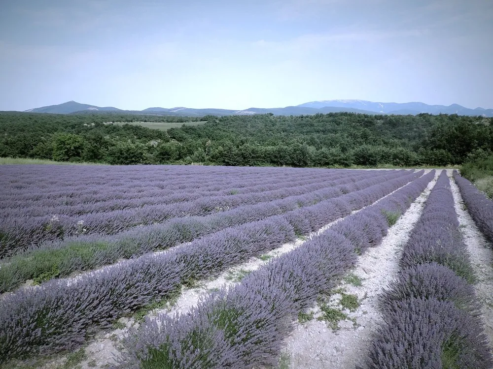 Provence i autocamper: Sådan får du det bedste ud af regionen